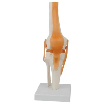 Анатомическая модель коленного сустава человека, игрушка для сборки, Обучающая анатомическая модель, научно-популярный инструмент 
