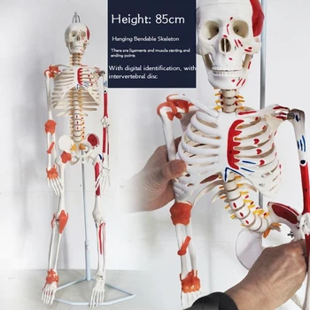 85-сантиметровая модель человеческого скелета для всего тела, медицинский обучающий скелет высокого класса, может быть подвижной мышечной конструкцией для сноса.