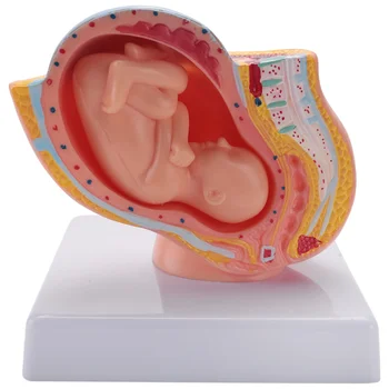 Беременность человека, развитие плода, 9-й месяц, эмбриональная модель органов малого таза, Анатомия беременности плода, модель плаценты