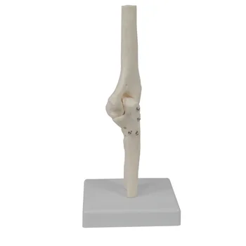 Анатомическая модель скелета локтевого сустава человека, Учебное пособие по анатомии